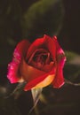 Closeup up of single red rose in the garden Royalty Free Stock Photo