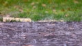 Closeup up view of a rain drops falling on a concrete patio on a background of a house. Royalty Free Stock Photo