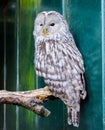 Closeup of a ural owl sitting on a branch and looking angry Royalty Free Stock Photo