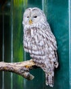 Closeup of a ural owl sitting on a branch and looking angry