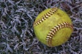 Closeup of a used, yellow softball resting on frost covered grass.