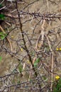 Closeup of a vachellia karroo or acacia karoo thorn tree. Beautiful sweet thorn tree branches and long sharp white thorns