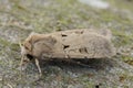 Closeup on a Valentine owlet moth, Agrotis exclamationis sitting on wood Royalty Free Stock Photo