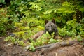 Closeup of a Vancouver Island wolf lying on the ground covered in greenery in Vargas Island, Canada