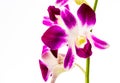 Closeup vanda orchid on white background