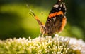 Closeup of Vanessa atalanta, the red admiral or, the red admirable butterfly on flower Royalty Free Stock Photo