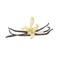 The closeup vanilla flower and beans isolated on white background, watercolor illustration.