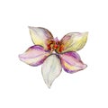 The closeup vanilla flower isolated on white background, watercolor illustration.