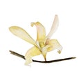 The closeup vanilla flower isolated on white background, watercolor illustration.