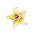 The closeup vanilla flower isolated on white background, watercolor illustration.