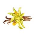 The closeup vanilla flower on white background, watercolor illustration in hand drawn style.