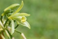 Closeup of The Vanilla plant flower, madagascar Royalty Free Stock Photo