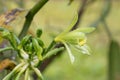 Closeup of The Vanilla plant flower, madagascar Royalty Free Stock Photo