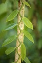 Closeup of The Vanilla plant, madagascar Royalty Free Stock Photo