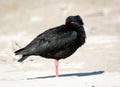 oyster catcher