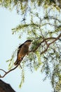 Closeup of a varied triller bird perching on a tree branch under the clear sky