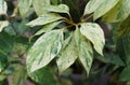 Closeup of the variegated green and cream leaves of Neolitsea Sericea Royalty Free Stock Photo