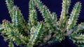 Closeup of variegated Huernia zebrina isolated on black background.
