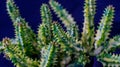 Closeup of variegated Huernia zebrina isolated on black background.