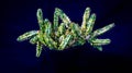 Closeup of variegated Huernia zebrina isolated on black background.