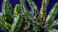 Closeup of variegated Huernia zebrina isolated on black background.