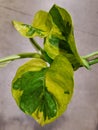 Closeup of the variegated leaves of Pothos Lemon Meringue