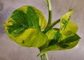 Close up of the variegated leaves of Pothos Lemon Meringue