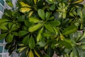 Closeup of a variegated Schefflera plant