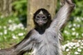 Closeup variegated spider monkey