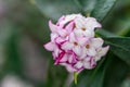 Closeup of a Variegated Winter Daphne blooming in a winter garden, white and pink fragrant flowers Royalty Free Stock Photo