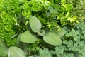 Closeup of variety fresh herbs Royalty Free Stock Photo