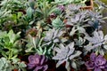 Closeup of a variety of succulents. Ghost Plant, Echiveria 'Perle von Nurnberg', jade plant.