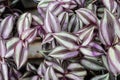 Closeup of varigated leaves on a Wandering Jew