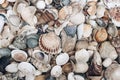 Closeup of various colorful sea shells on beach. Ocean, seashore natural textured background. Summer vacation concept