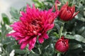 Closeup of various pink garden mums in flower Royalty Free Stock Photo