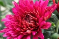 Closeup of various pink garden mums in flower Royalty Free Stock Photo