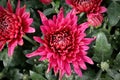Closeup of various pink garden mums in flower Royalty Free Stock Photo