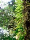 Closeup Various plants in Rainforest