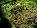 Closeup Various plants in Rainforest