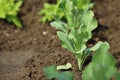 Closeup of vegetable seedling in row of seedlings on bed. Broccoli, kohlrabi, cauliflower, cabbage cultivated in fertile soil.