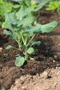 Closeup of vegetable seedling in row of seedlings on bed. Broccoli, kohlrabi, cauliflower, cabbage cultivated in fertile soil.