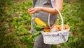 closeup vegetables basket in female hands, farmer pick up harvest in green fields of farm Royalty Free Stock Photo