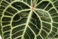 Closeup of the Vein Pattern on a Large Green Leaf