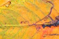 A closeup of the veins on an autumn leaf.