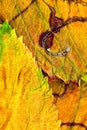 A closeup of the veins on autumn leaves Royalty Free Stock Photo