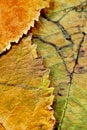 A closeup of the veins on autumn leaves