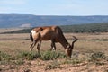 Closeup of a venison in Addo Elephant Park in Colchester, South Africa