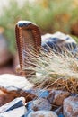 Closeup Of Venomous Cobra Hood