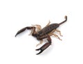 Closeup of a venomous scorpion on a white background