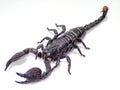 Closeup of a venomous scorpion on a white background